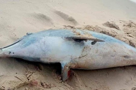 Dead Dolphin Washes Up In Sihanoukville