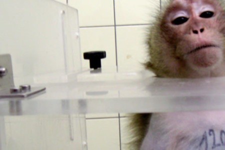 Animal Rights Group Calls On Airline To Stop Live Monkey Shipments From Cambodia