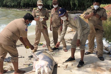 Dead Dolphin Washes Up Off Stung Hav