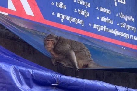 Barrel Of Monkeys Making Mischief