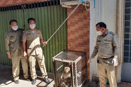 Wat Phnom’s Miscreant Monkeys Hunted Down