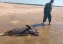 Another Dead Dolphin Found In Mekong
