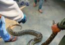 Snake In A Lexus- Python Found During Safety Inspection