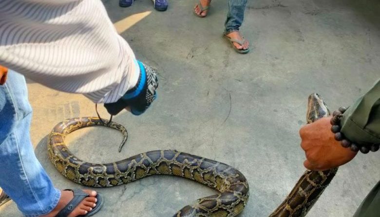Snake In A Lexus- Python Found During Safety Inspection
