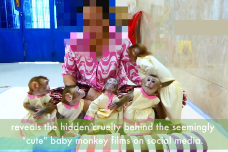 Reports Of Monkey Abuse For Social Media Videos