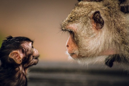 Monkey Abuse: Macaques Still Being Chased and Harassed in Angkor Wat