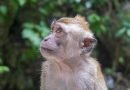 Efforts to stop 1000 monkeys exported from US to Cambodia