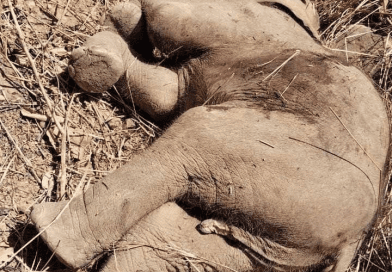 Baby Elephant Shot Dead In Mondulkiri
