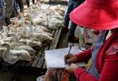 Cambodia reports first human case of bird flu in 2024